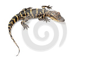 American alligator