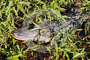 American Alligator