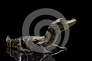 American alligator