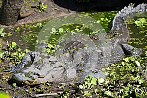 American Alligator