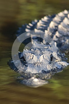 American Alligator