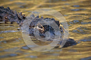 American Alligator