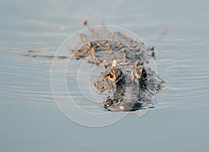 American Alligator