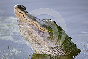 American Alligator