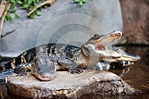 American alligator