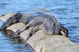 American Alligator