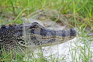 American Alligator