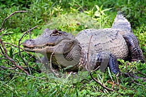 American Alligator