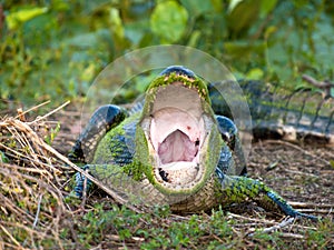 American alligator