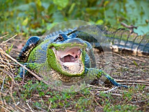 American alligator photo