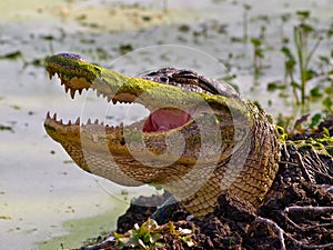 American alligator