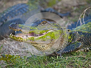American alligator