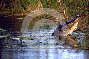 American Alligator