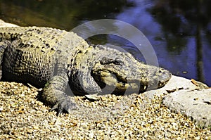 American Alligator