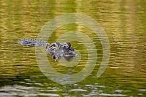 American Alligator