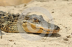 American alligator