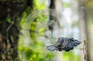 American Alligator