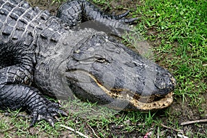 American alligator