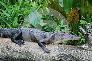 American Alligator