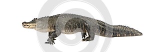 American Alligator (30 years)