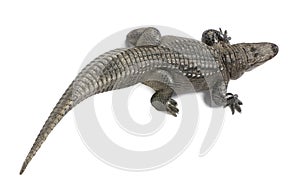 American Alligator (30 years)