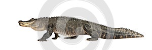 American Alligator (30 years) - Alligator mississi