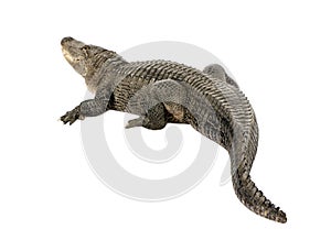 American Alligator (30 years) - Alligator mississi