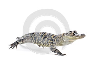 American Alligator