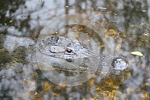 American alligator