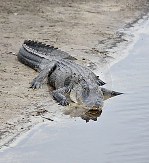 American Alligator