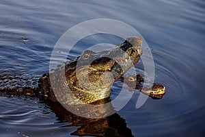 American alligator