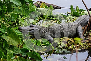 American alligator