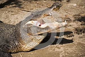 American Alligator