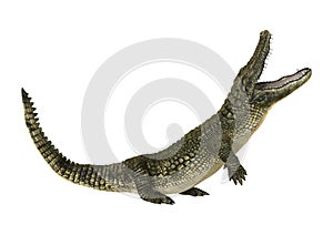 American Alligator