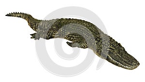 American Alligator