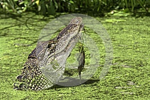 American Alligator