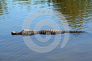 American Alligator