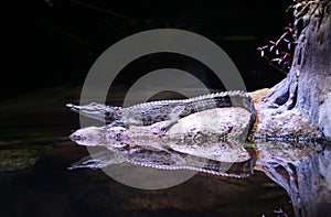 American Alligator