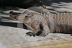 American Alligator