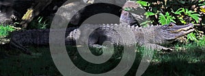 American Alligator