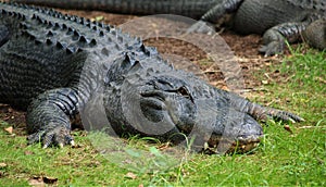 American Alligator