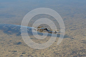 American Alligator Alligator mississipiensis 3