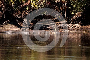 American alligator Alligator mississippiensis