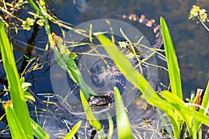 American alligator Alligator mississippiensis