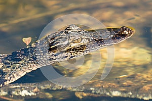 American alligator Alligator mississippiensis