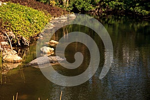 American alligator Alligator mississippiensis