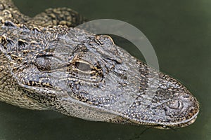 American alligator Alligator mississippiensis