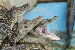 American alligator Alligator mississippiensis