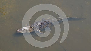 American Alligator - Alligator mississippiensis.