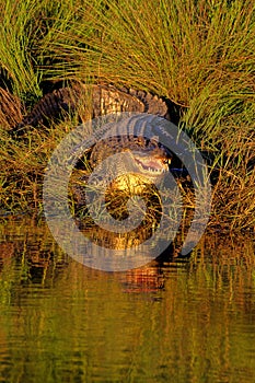 American Alligator, Alligator mississippiensis